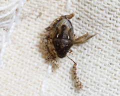 Neottiglossa cavifrons