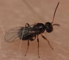 Neuroterus quercicola