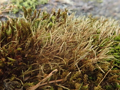 Pterigynandrum filiforme