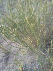 Baccharis spartioides