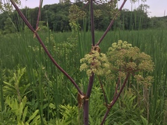 Angelica atropurpurea