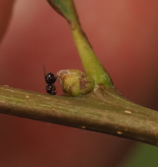 Neuroterus quercicola