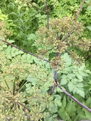 Angelica atropurpurea
