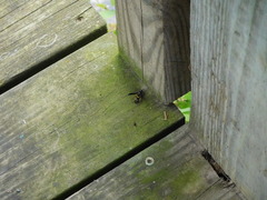 Ancistrocerus spinolae