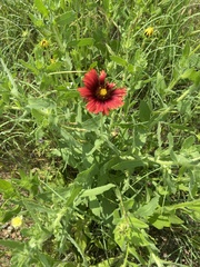 Gaillardia amblyodon