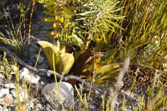 Mairia coriacea