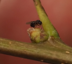 Neuroterus quercicola