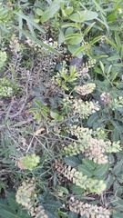 Lepidium austrinum