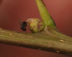 Neuroterus quercicola