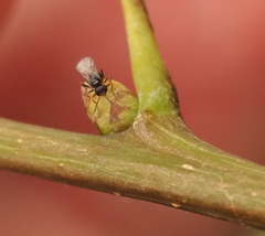 Neuroterus quercicola