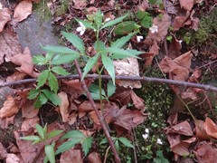 Cardamine waldsteinii