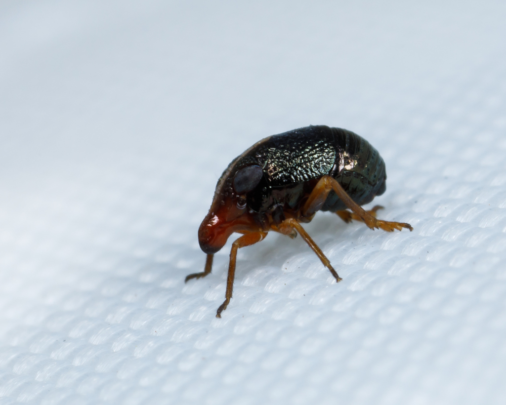 Bruchomorpha nodosa