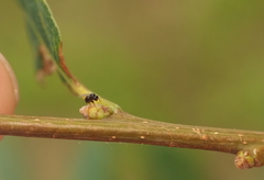 Neuroterus quercicola
