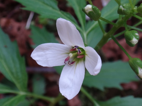 Image of Cardamine waldsteinii by (c) Christian Berg, some rights reserved (CC BY)
