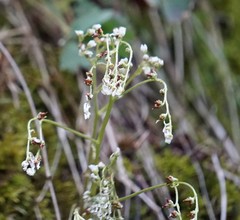 Micranthes virginiensis