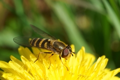 Syrphus torvus