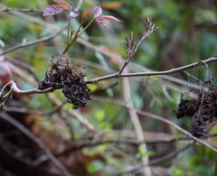 Eriophyes rhoinus