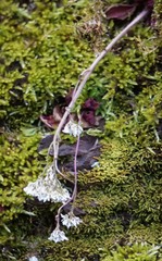 Micranthes virginiensis