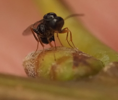 Neuroterus quercicola