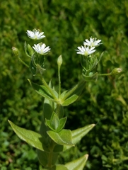Stellaria littoralis