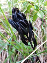 Astragalus glycyphyllos