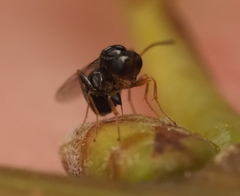 Neuroterus quercicola