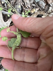 Sorosphaerula veronicae