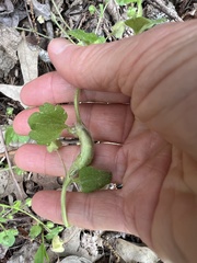 Sorosphaerula veronicae