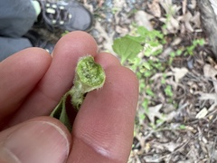 Sorosphaerula veronicae