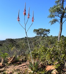 Aloe pretoriensis
