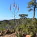 Aloe pretoriensis - Photo (c) keanumrc,  זכויות יוצרים חלקיות (CC BY-NC)