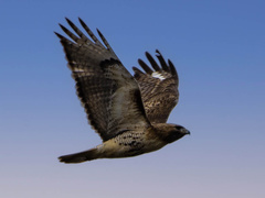 Buteo jamaicensis