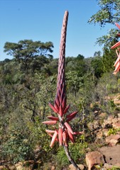 Aloe pretoriensis