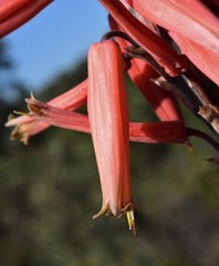 Aloe pretoriensis