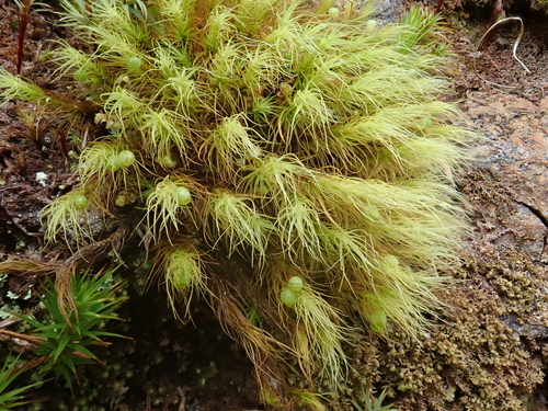 Image of Bartramia halleriana by (c) Christian Berg, some rights reserved (CC BY)
