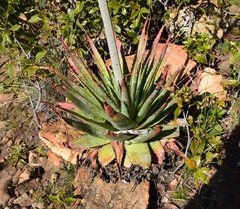 Aloe pretoriensis