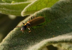 Rhagonycha striatofrons