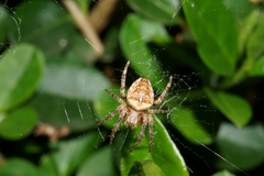 Araneus diadematus