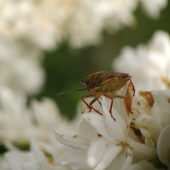 Carpocoris purpureipennis