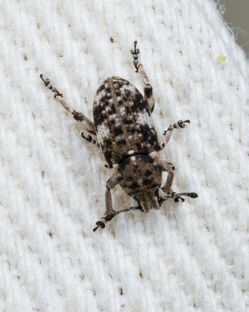 Texas Marbled Weevil