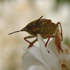 Carpocoris purpureipennis
