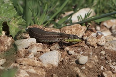 Podarcis melisellensis