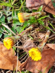 Tussilago farfara