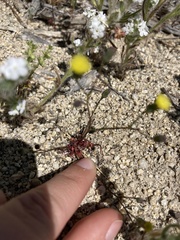 Malacothrix clevelandii