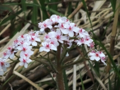 Darmera peltata
