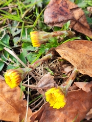 Tussilago farfara