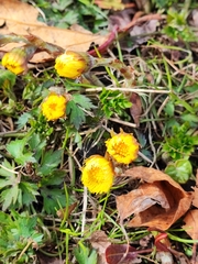 Tussilago farfara
