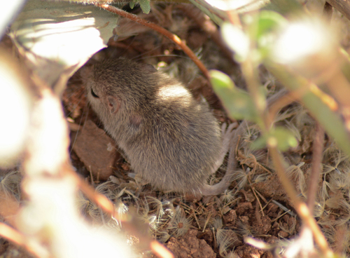 Sinaloan Pocket Mouse