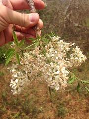 Melia volkensii