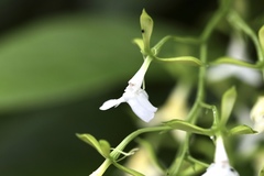 Epidendrum englerianum